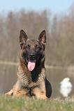 MALINOIS 1062